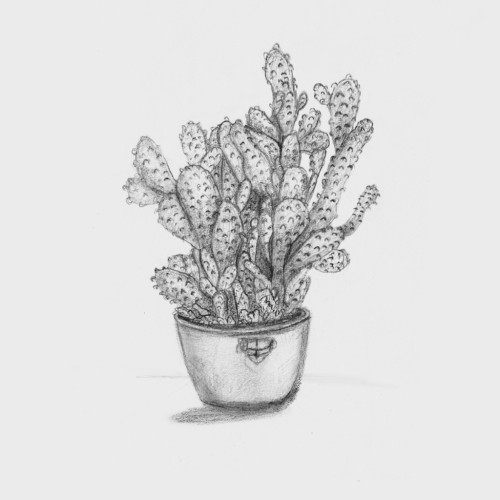Cactus on a pot