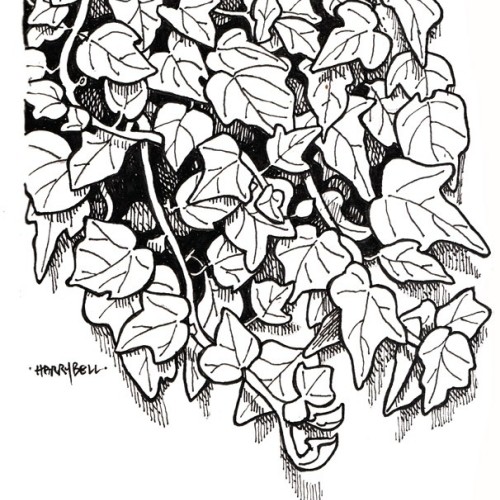 Ivy